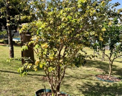 imagem da propriedade